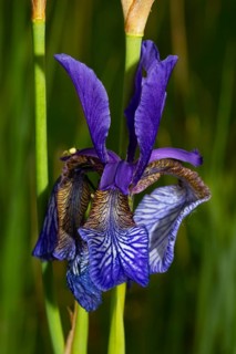 Siberian iris Inflorescence with a few open blue flowers