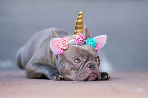 French Bulldog dog dressed up as unicorn wearing beautiful headband with pastel colored flowers and golden horn