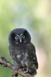 Tengmalm's Owl