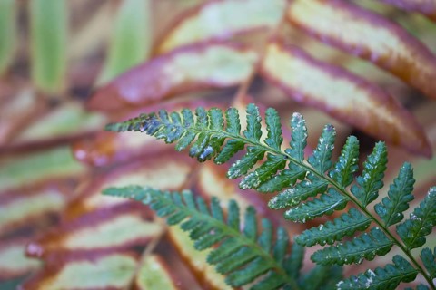 Royal fern