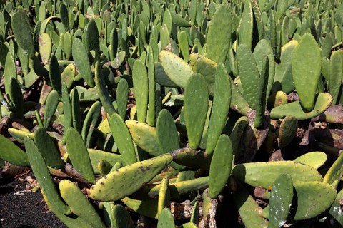 (Opuntia) plantations for the breeding of the cochineal scale insect, near Guatiza, Lanzarote,