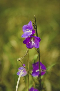 Spreading bellflower