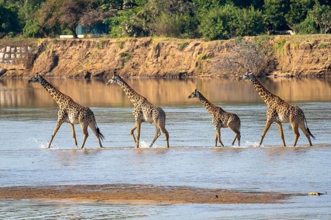 Rhodesian giraffe