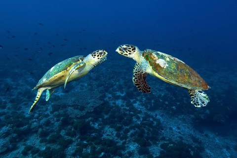 Two male turtles hawksbill sea turtle