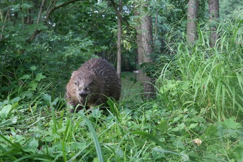 European beaver