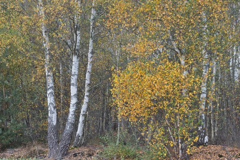 Warty birch