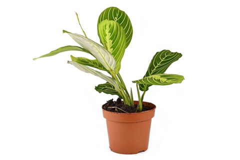 Green veined exotic 'Maranta Leuconeura Lemon Lime' houseplant with raised leaves in flower pot isolated on white background