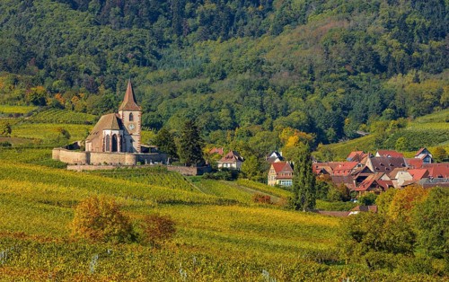 Autumn vineyards in Alsace