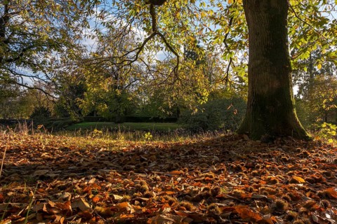 Sweet chestnut