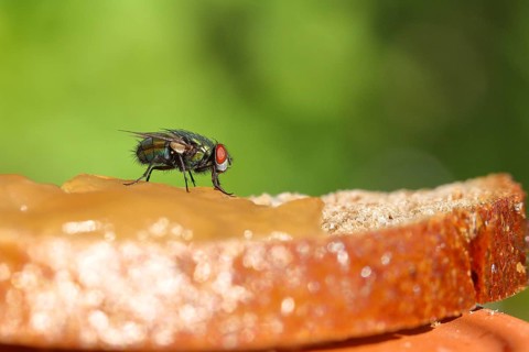 Common green bottle fly
