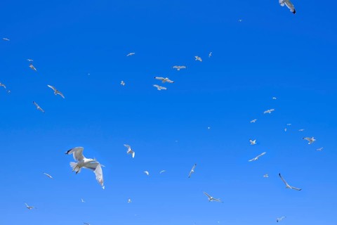 Seagulls in the sky