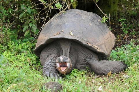 Galapagos giant tortoise on Santa Cruz