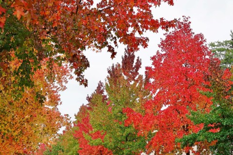 Magnificent amber trees