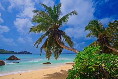 Beach and palm trees at Anse Boudin