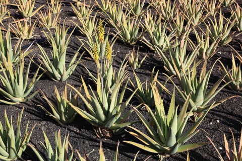 Aloe Vera Plantation at Orzola