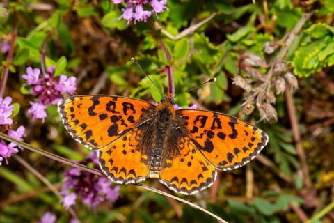 Red Melitaea butterfly butterfly with open wings sitting on pink flower from behind