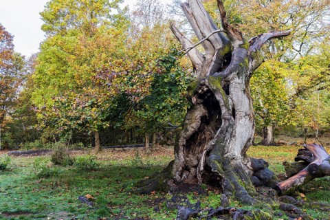 Old hute beech in autumn