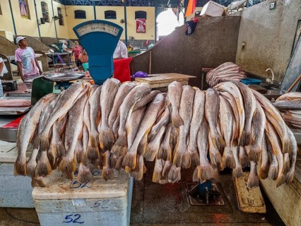 Fresh fish for sale
