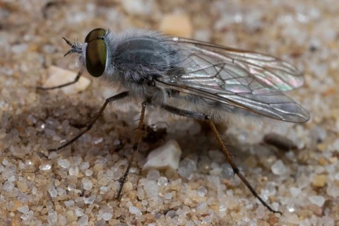 stiletto flie Acrosathe annulata sitting on sand left sighted