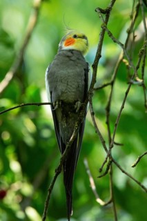 Cockatiel sitting in tree on branch seen from front right