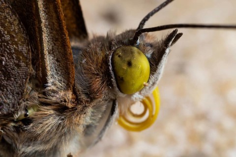 Small Schiller butterfly head portrait with curled proboscis looking right