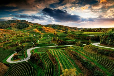 Road in the vineyards in the evening light