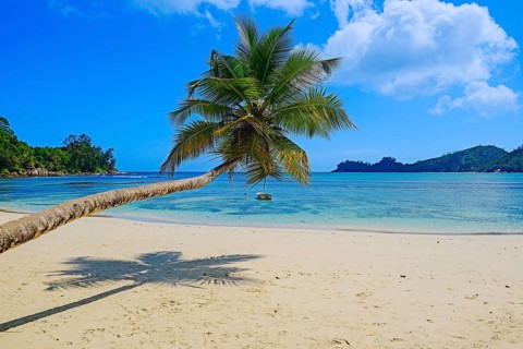 Overhanging coconut palm at the beautiful bay of Baie Lazare