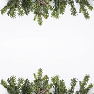 Coniferous branches light desk
