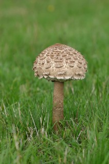 Giant umbrella mushroom or parasol mushroom