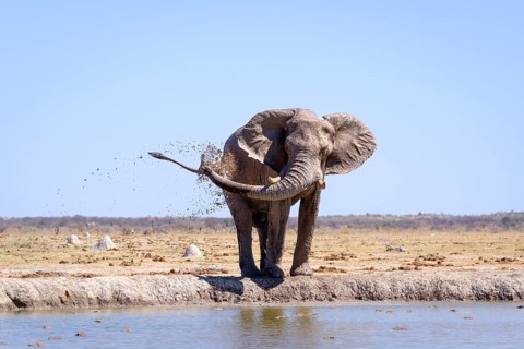 Elephant