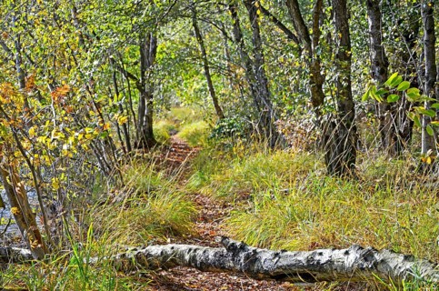 Hiking trail
