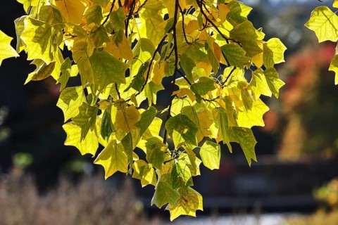Tulip tree