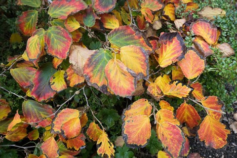 Witch hazel