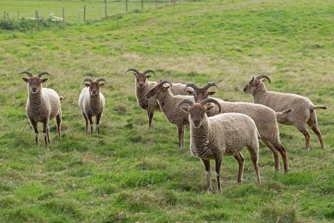 Jacob Sheep