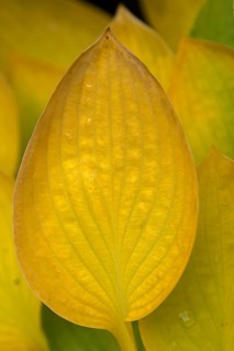 Autumn yellow leaf of a hosta