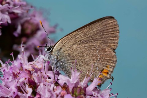 Blackthorn butterfly butterfly with closed wings sitting on pink flower looking left against blue sky