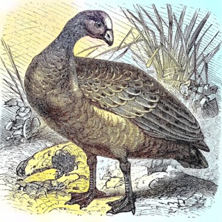 Hen Goose