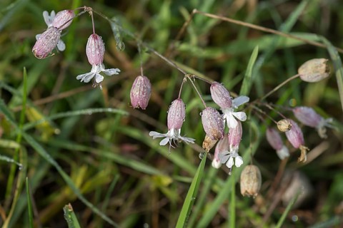 Blossoms of bladder campion