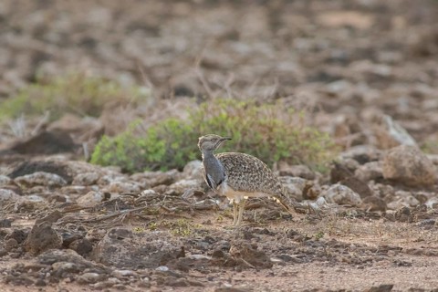 Rare cantilever bustard