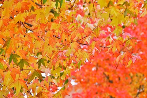 Magnificent amber trees