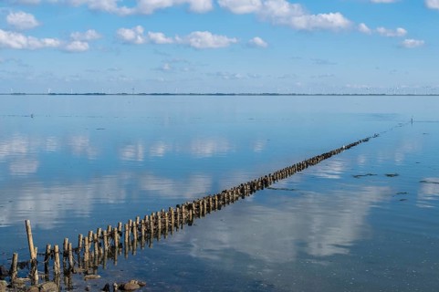 Flax in the Wadden Sea
