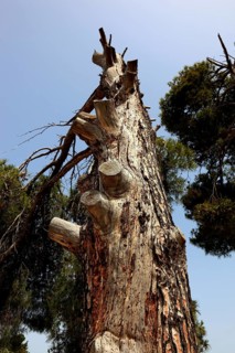 Old broken and dead pine