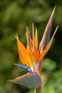 Strelitzia