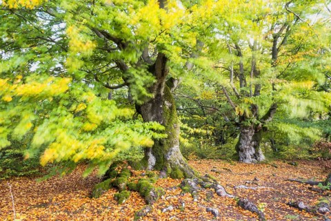 Old hute beeches in autumn