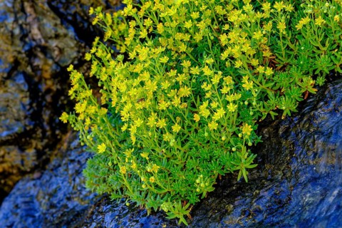Yellow saxifrage