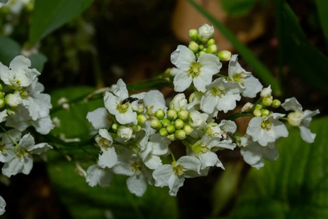 Horseradish several opened white flowers