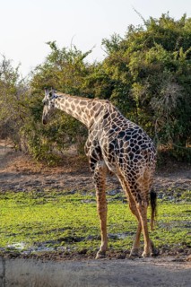 Rhodesian giraffe