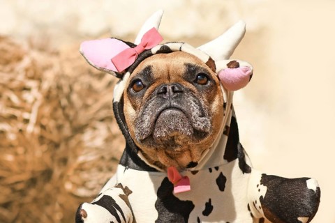 Portrait of French Bulldog dog wearing funny full body Halloween cow costume with fake arms