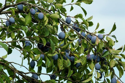 Plums on a branch with many blue fruits and green leaves against a blue sky