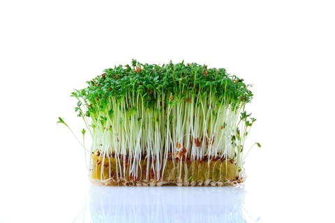 Fresh microgreens. Sprouts of watercress isolated on white background